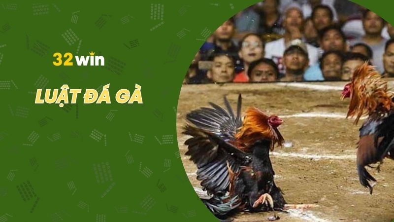 Khám phá các luật đá gà mới nhất hiện nay
